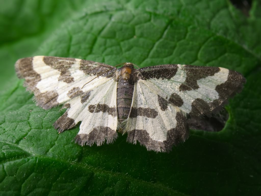 Lomaspilis marginata (Linnaeus, 1758)